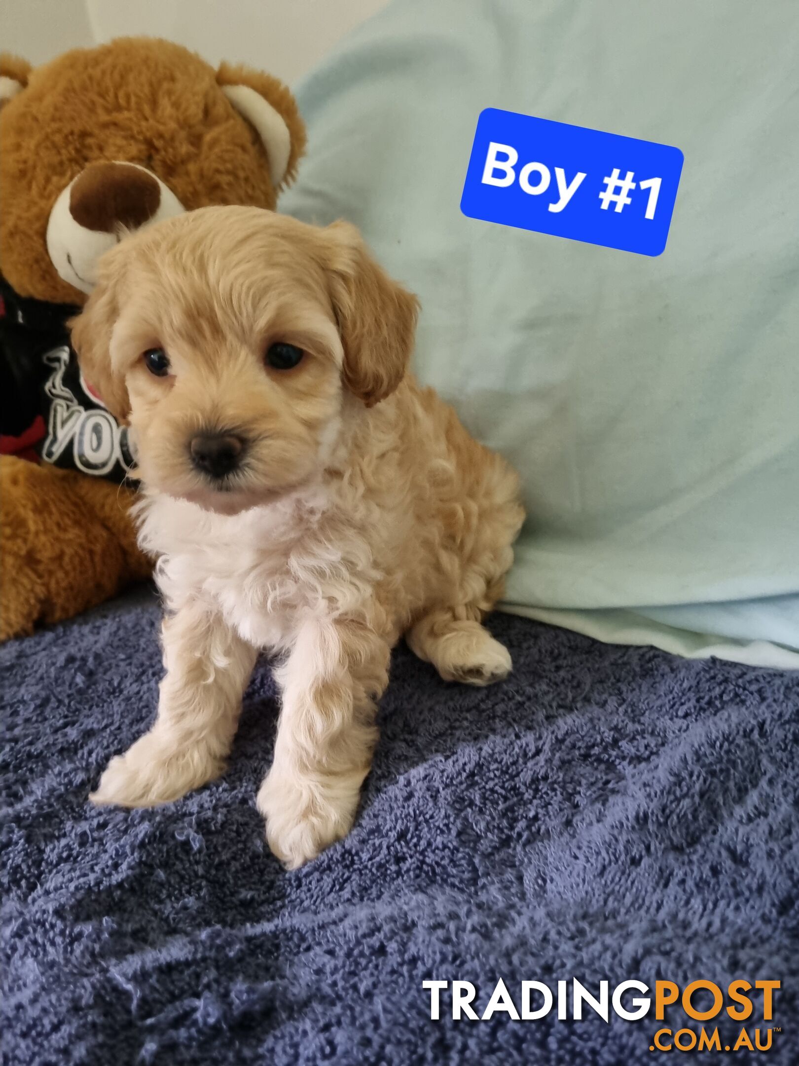 Toy poodle x Moodle