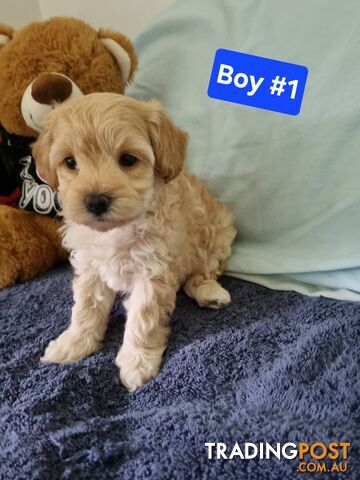 Toy poodle x Moodle