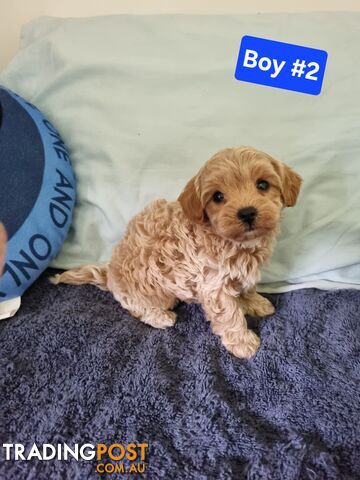 Toy poodle x Moodle