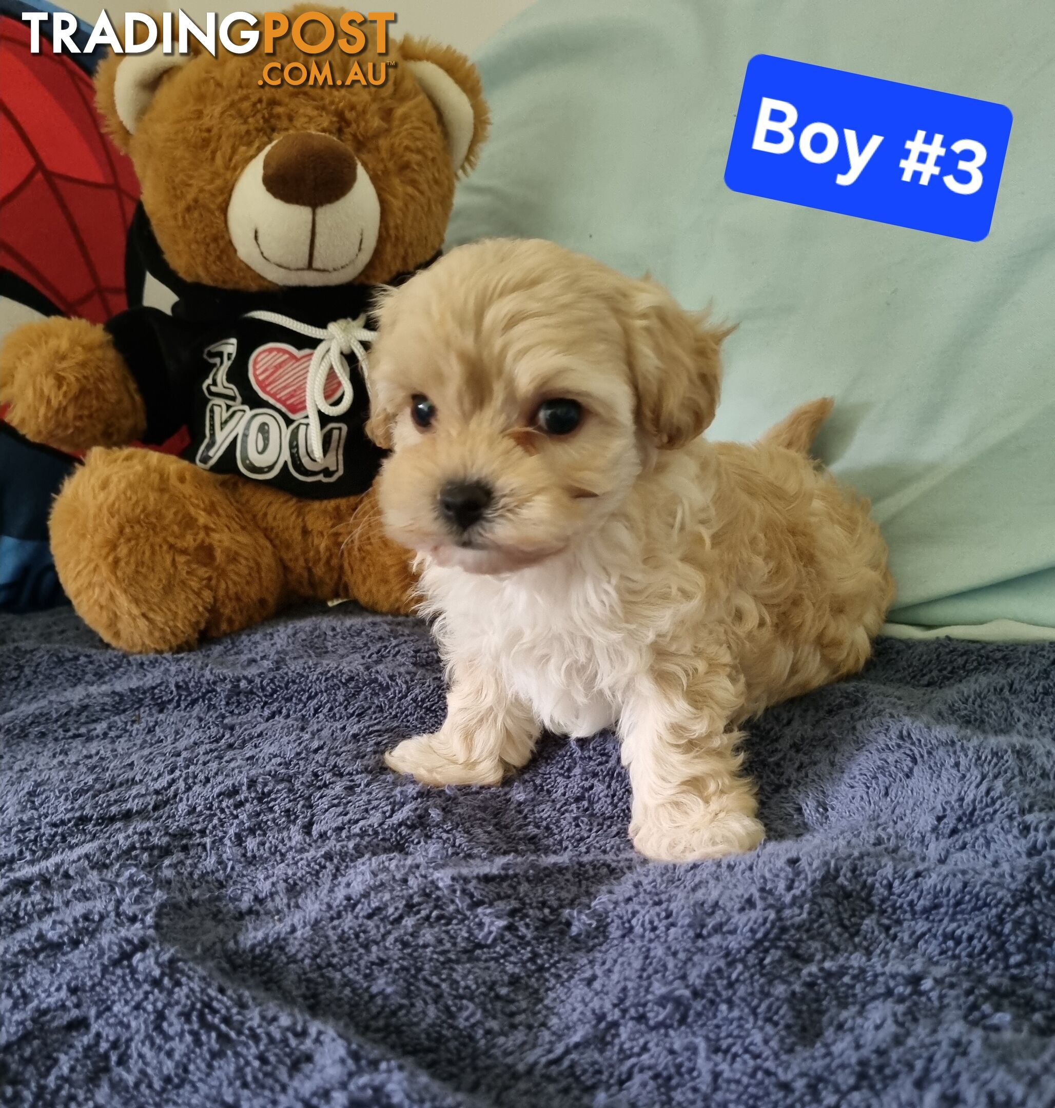 Toy poodle x Moodle