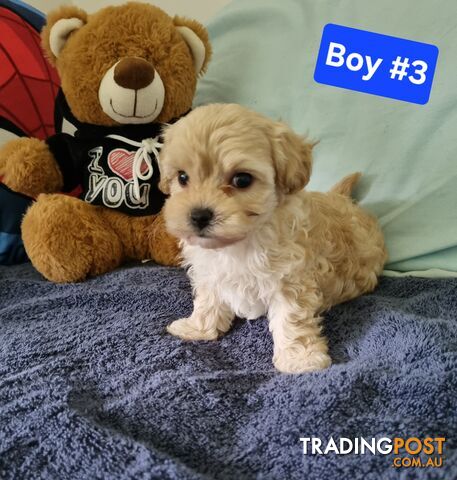 Toy poodle x Moodle