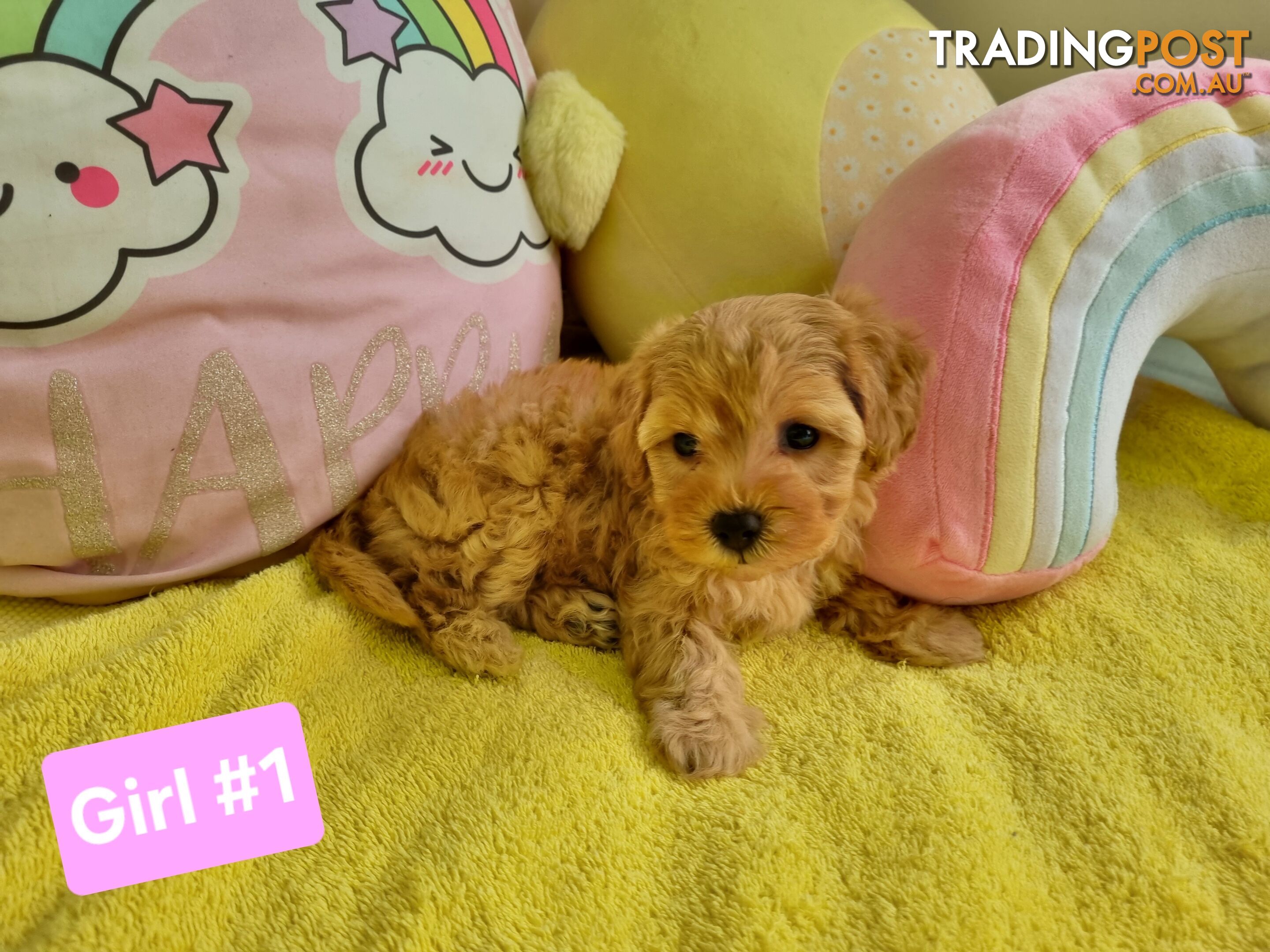 Toy poodle x Moodle