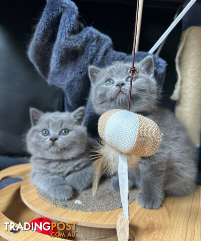 Purebred British Shorthair Kittens Seeking Their Forever Homes