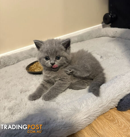 Purebred British Shorthair Kittens Seeking Their Forever Homes