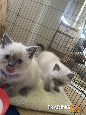 Purebred British Shorthair Kittens Seeking Their Forever Homes