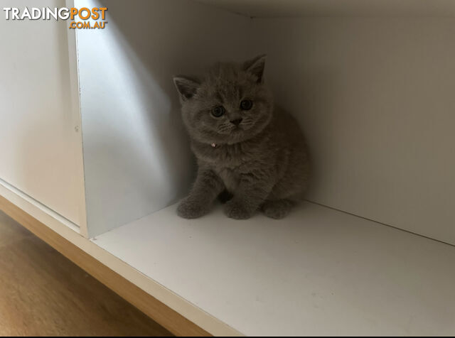 Purebred British Shorthair Kittens Seeking Their Forever Homes