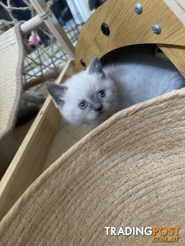 Purebred British Shorthair Kittens Seeking Their Forever Homes