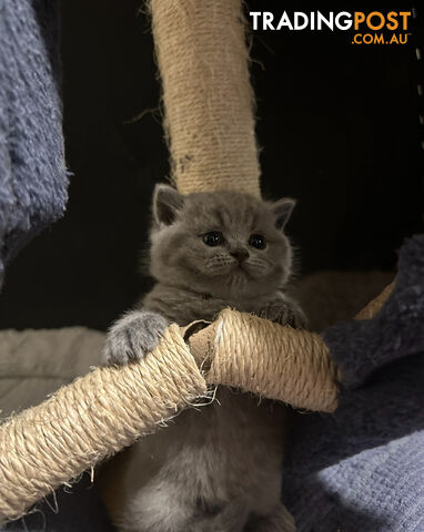 Purebred British Shorthair Kittens Seeking Their Forever Homes