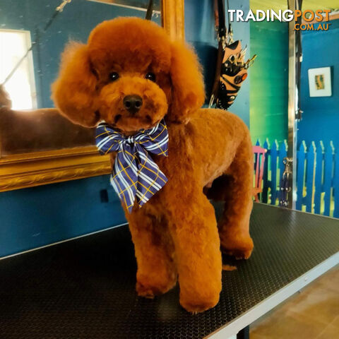 Stud Dog Service - Toy Poodle Stud Dog, Red Male, Proven Litters