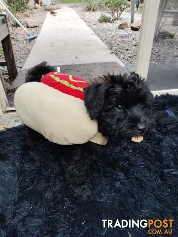 Schnoodle Puppies