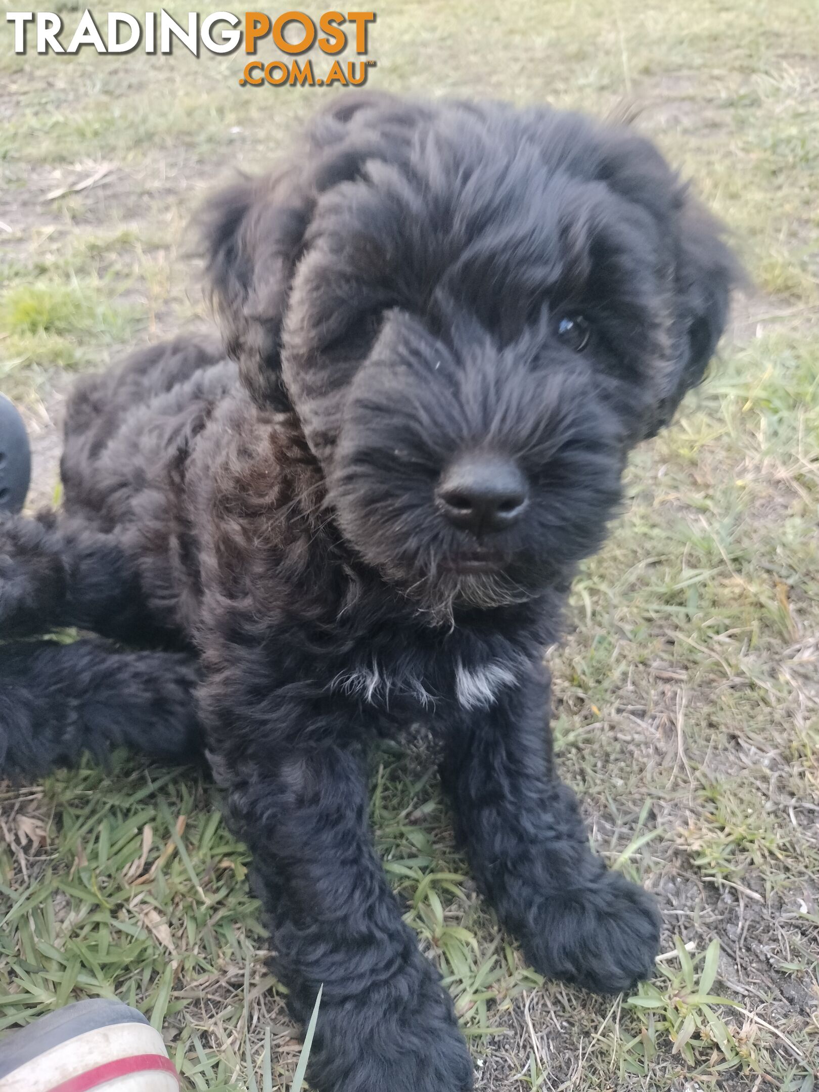 Schnoodle Puppies