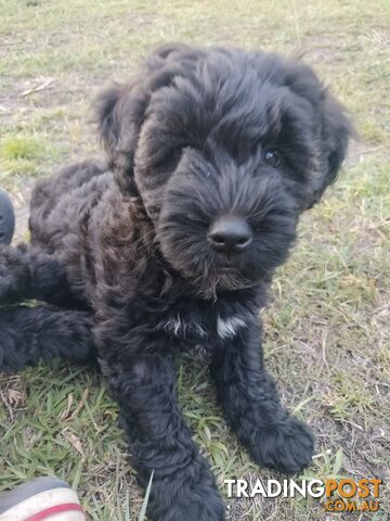 Schnoodle Puppies