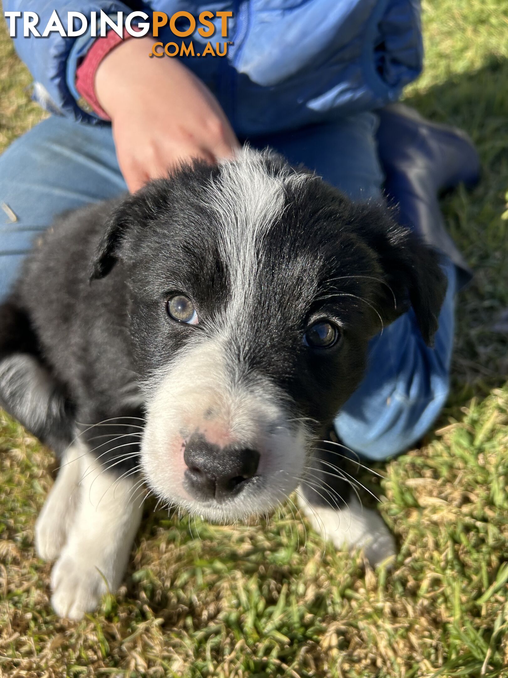 Pure bred Border Collie Puppies