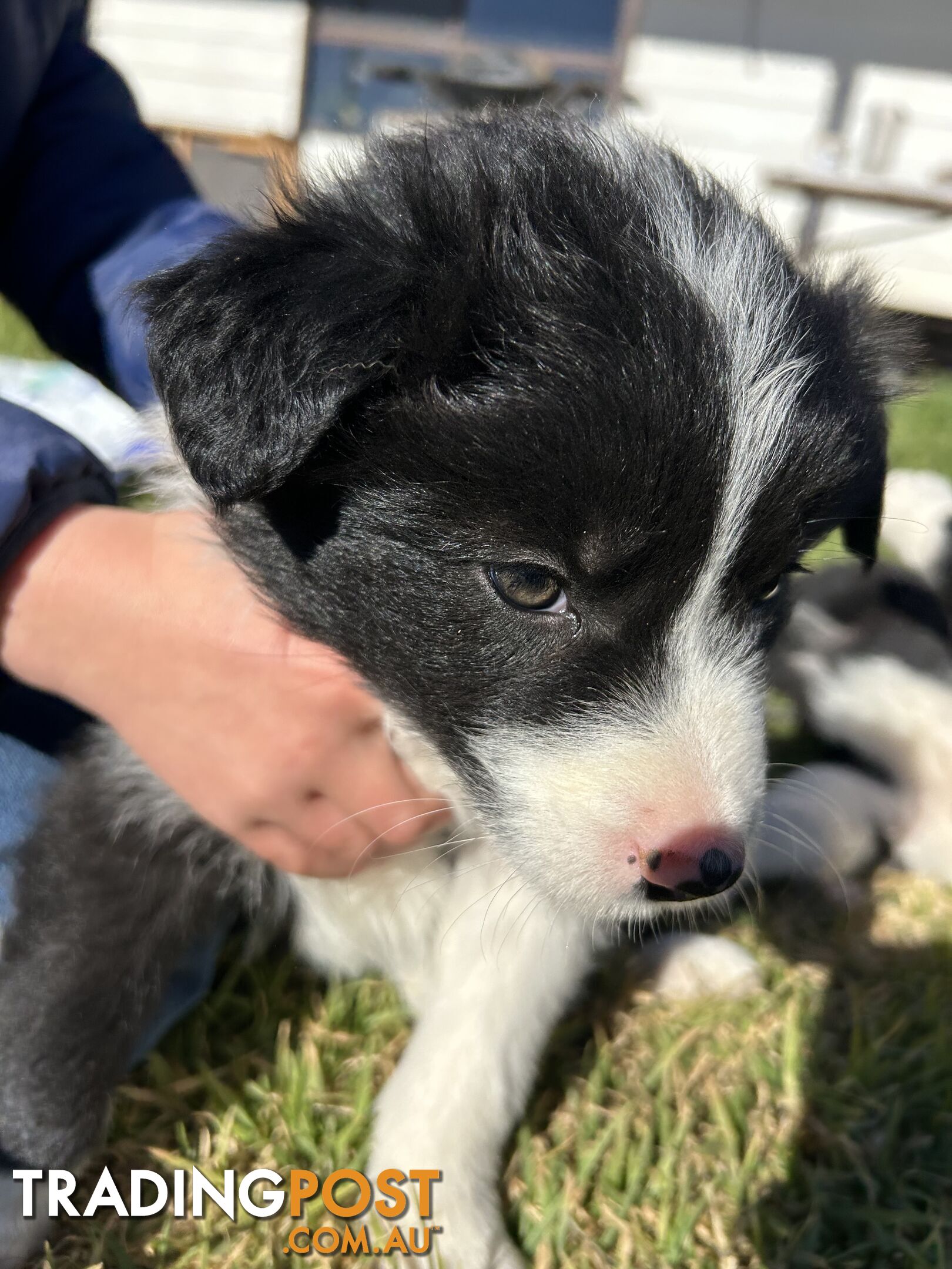 Pure bred Border Collie Puppies