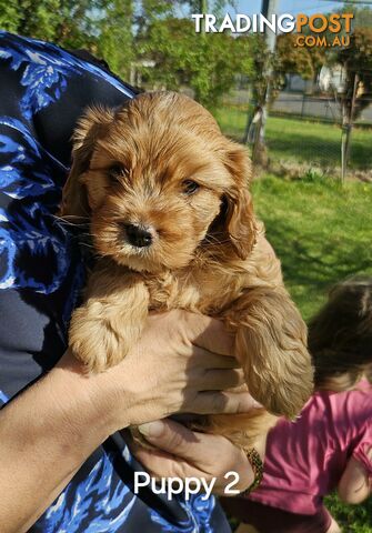 F2 Cavoodle - 4 x Males