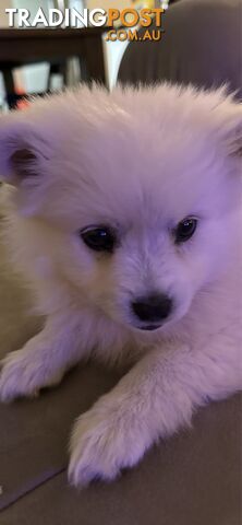 Pure breed Japanese spitz