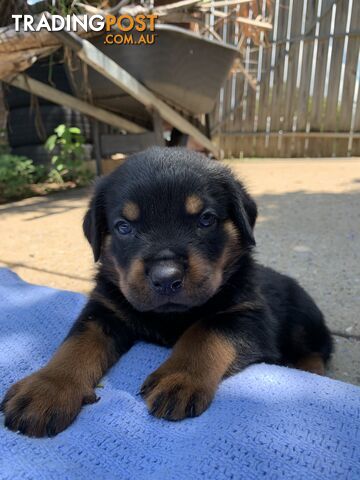 Purebred Bobtail Rottweiler puppies