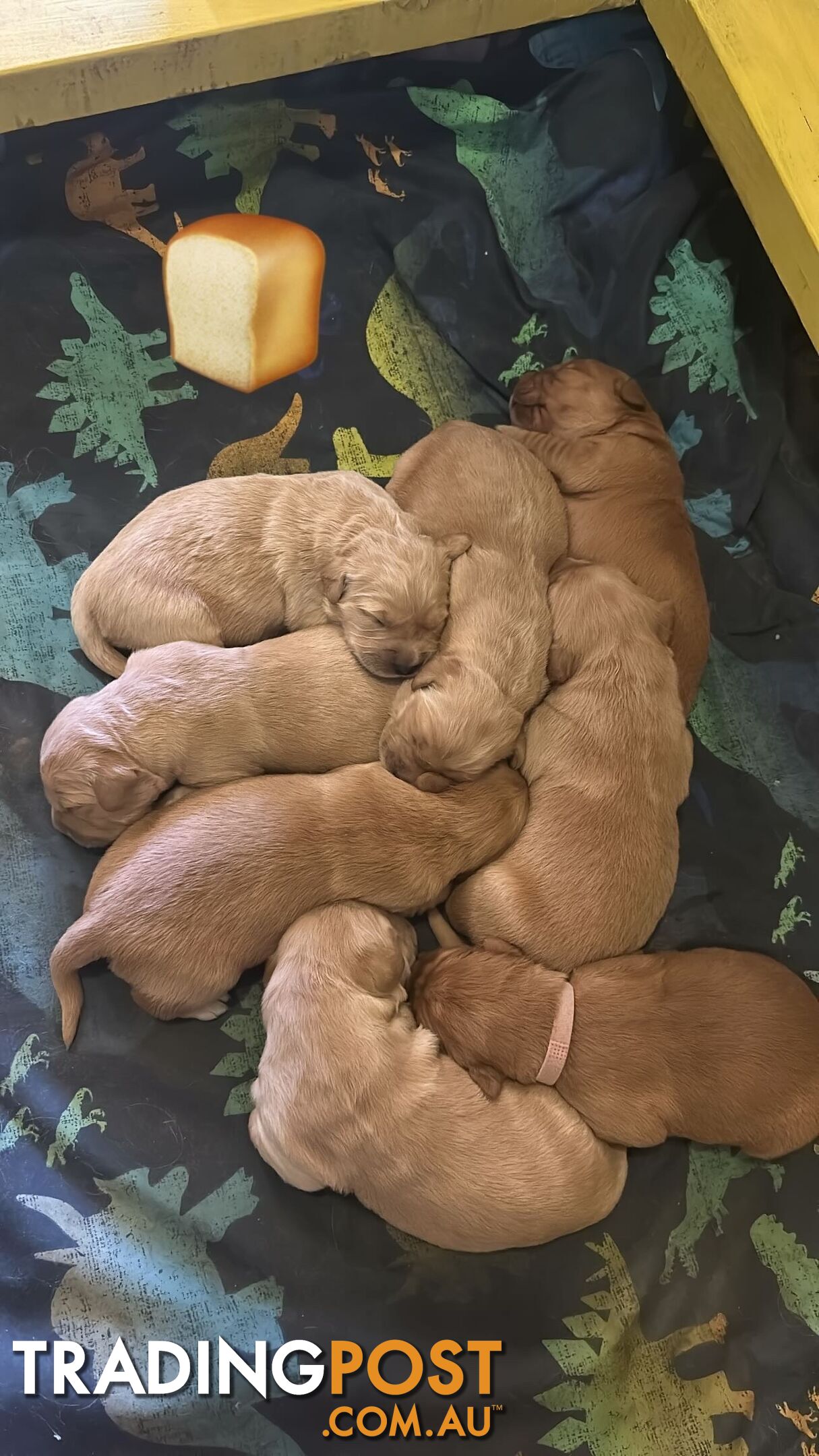 Golden retriever puppies for sale