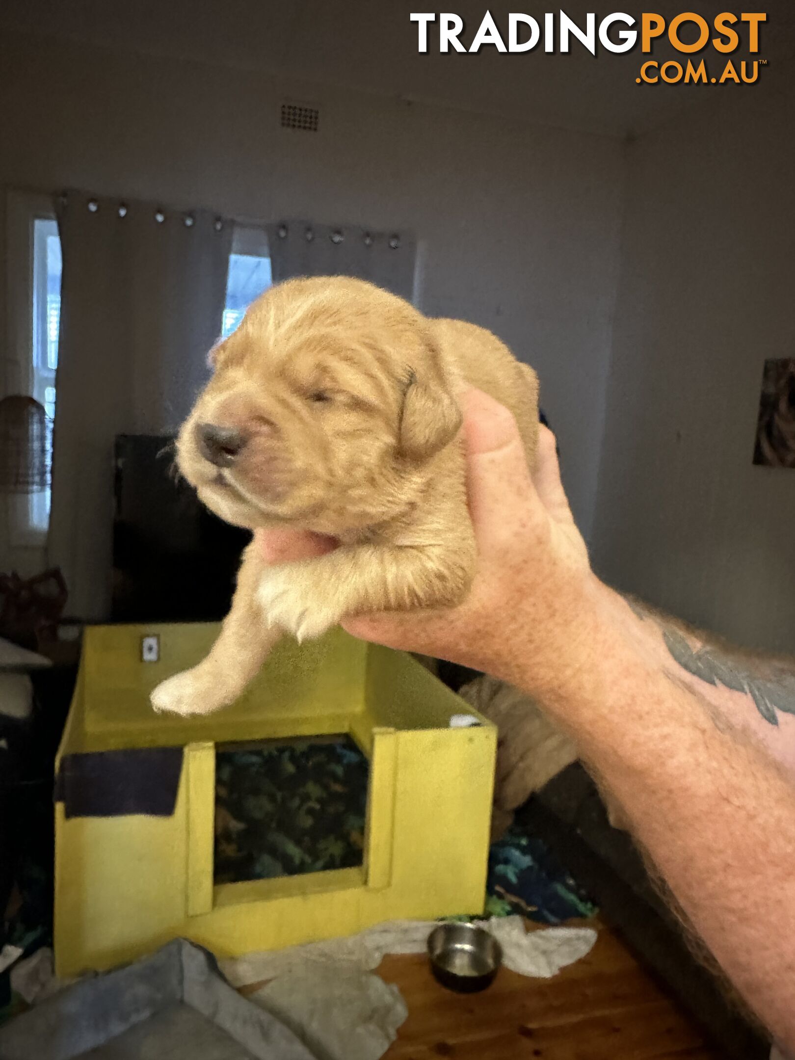 Golden retriever puppies for sale