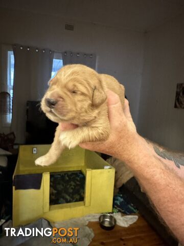 Golden retriever puppies for sale