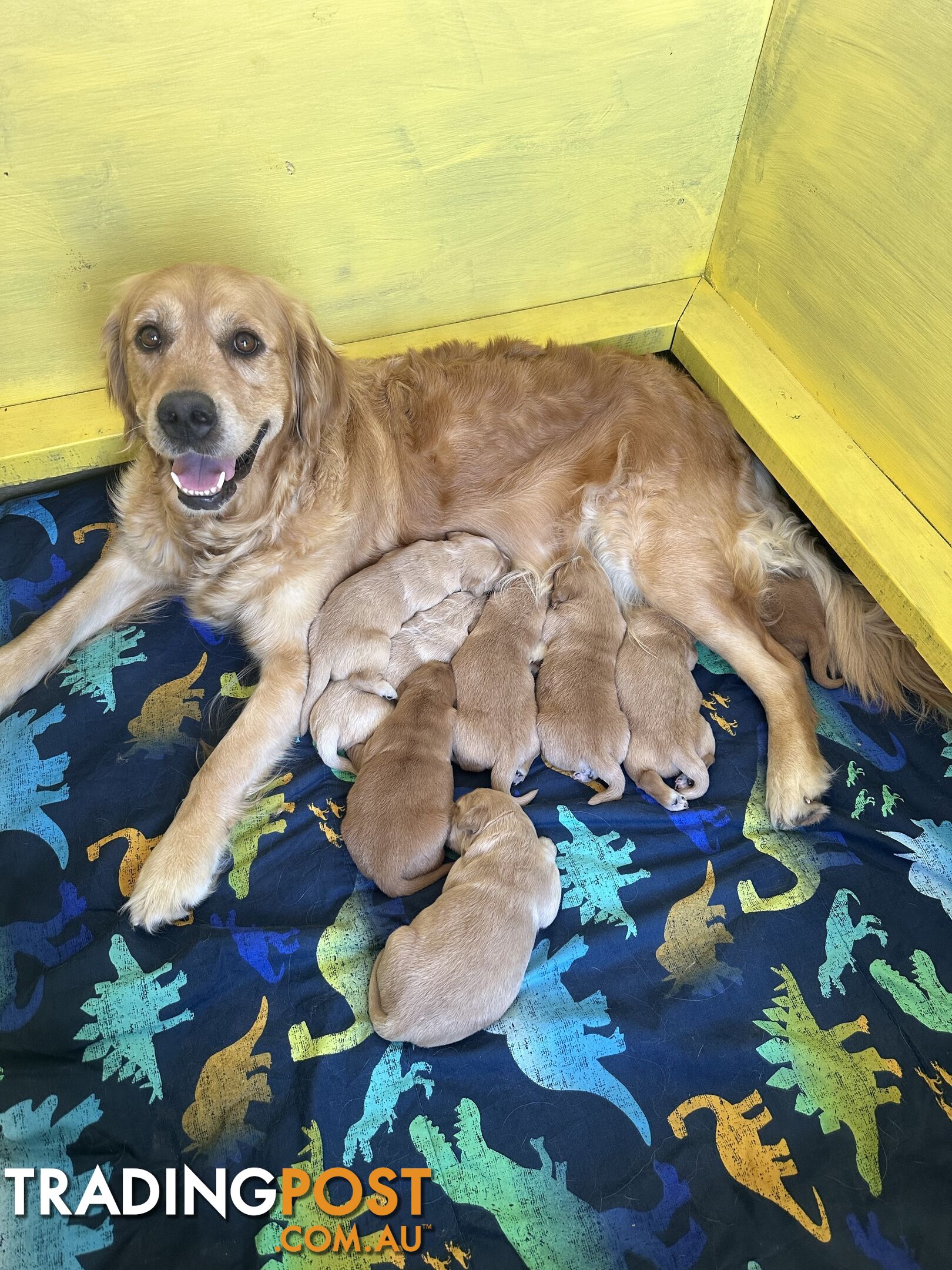 Golden retriever puppies for sale