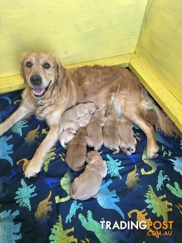 Golden retriever puppies for sale