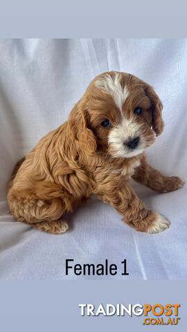 Toy Cavoodle- King Charles Caviler X Toy Poodle 1st Gen DNA Tested - photo 5 of 15
