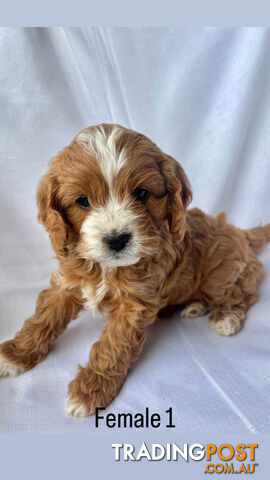 Toy Cavoodle- King Charles Caviler X Toy Poodle 1st Gen DNA Tested - photo 4 of 15