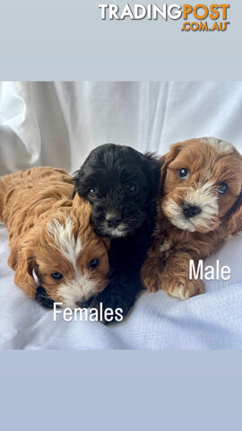 Toy Cavoodle- King Charles Caviler X Toy Poodle 1st Gen DNA Tested - photo 2 of 15