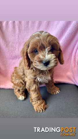 Toy Cavoodle- King Charles Caviler X Toy Poodle 1st Gen DNA Tested