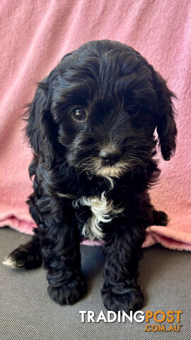 Toy Cavoodle- King Charles Caviler X Toy Poodle 1st Gen DNA Tested