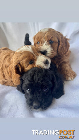 Toy Cavoodle- King Charles Caviler X Toy Poodle 1st Gen DNA Tested