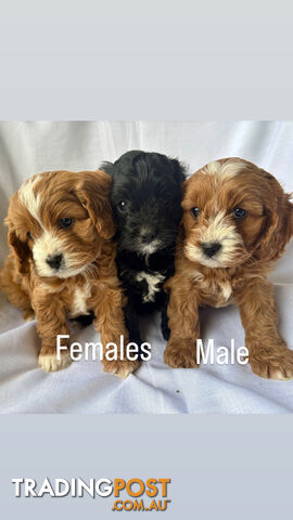 Toy Cavoodle- King Charles Caviler X Toy Poodle 1st Gen DNA Tested - photo 3 of 15