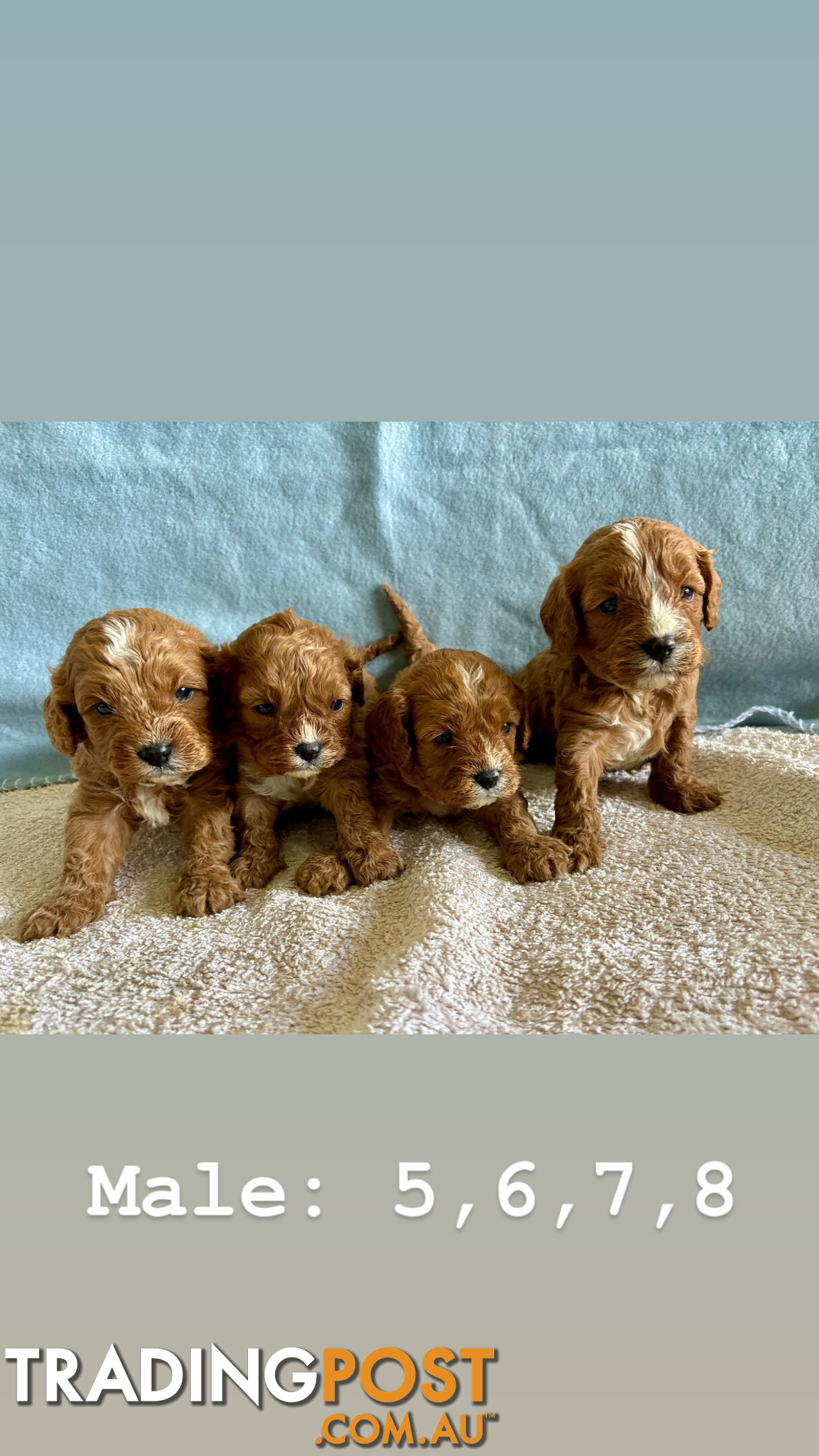 Toy Cavoodle Puppies- King Charles Caviler X Toy Poodle 1st Gen DNA Tested