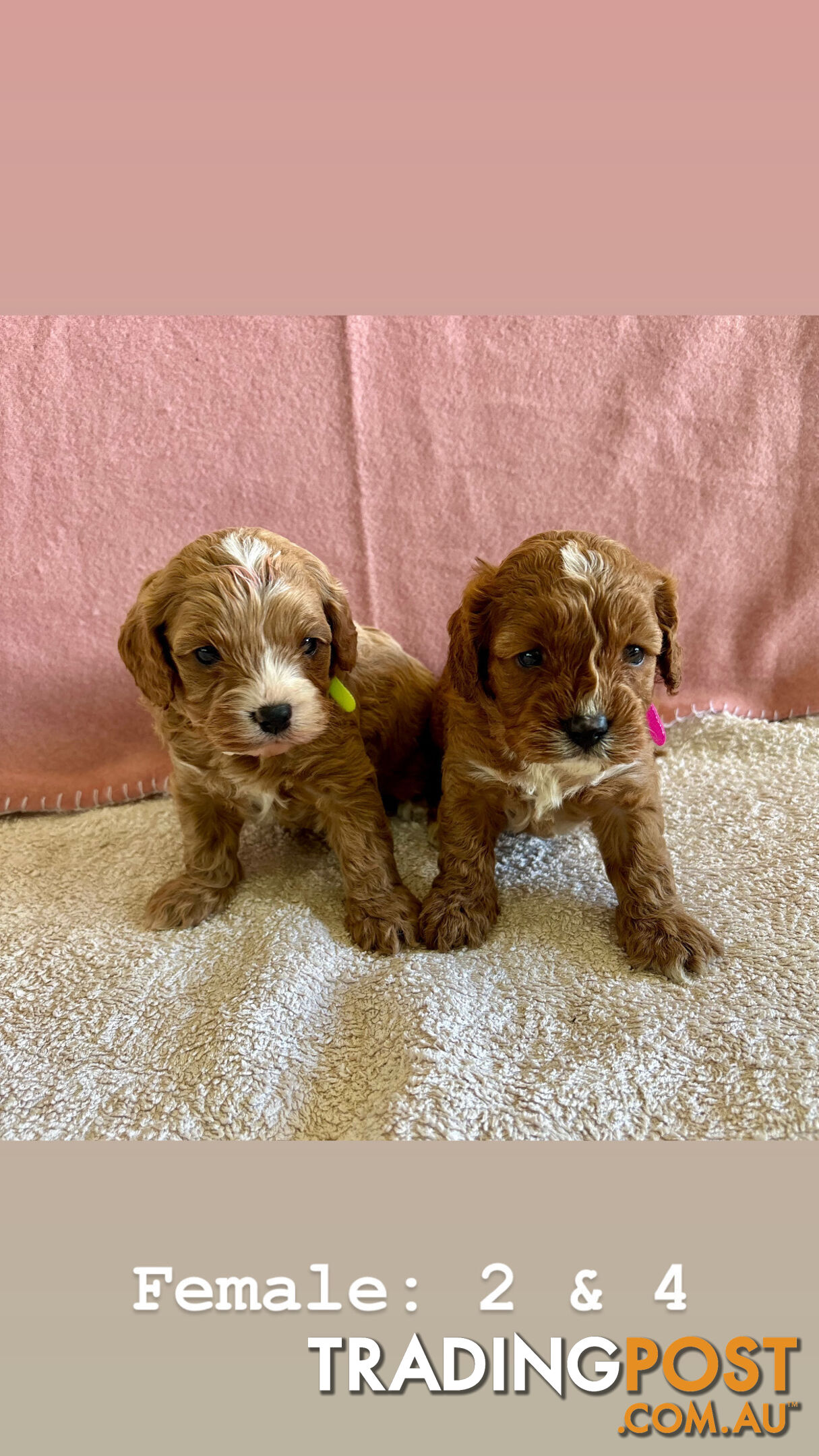 Toy Cavoodle Puppies- King Charles Caviler X Toy Poodle 1st Gen DNA Tested