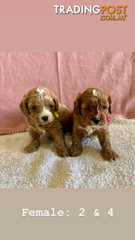 Toy Cavoodle Puppies- King Charles Caviler X Toy Poodle 1st Gen DNA Tested