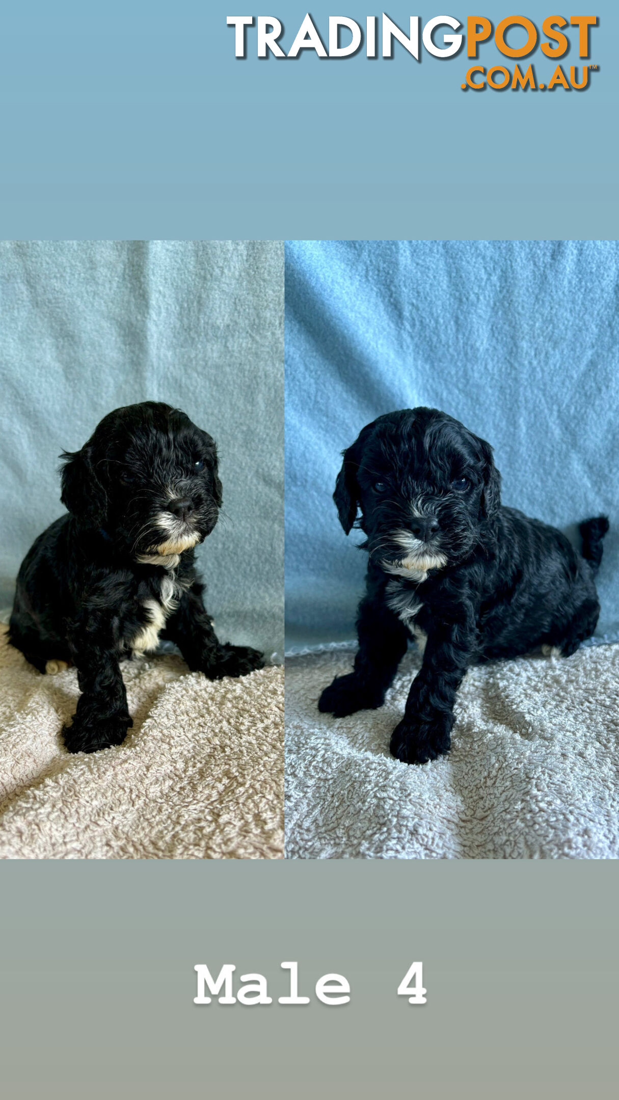 Toy Cavoodle Puppies- King Charles Caviler X Toy Poodle 1st Gen DNA Tested