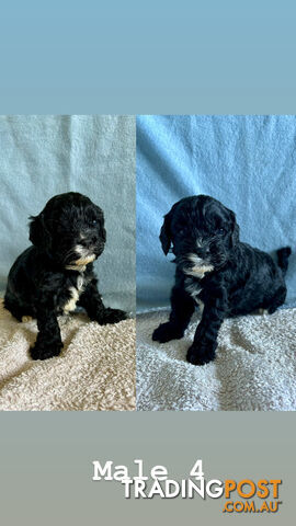 Toy Cavoodle Puppies- King Charles Caviler X Toy Poodle 1st Gen DNA Tested