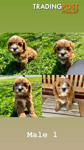 Toy Cavoodle- King Charles Caviler X Toy Poodle 1st Gen DNA Tested