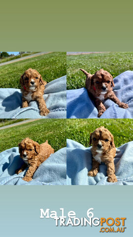 Toy Cavoodle- King Charles Caviler X Toy Poodle 1st Gen DNA Tested