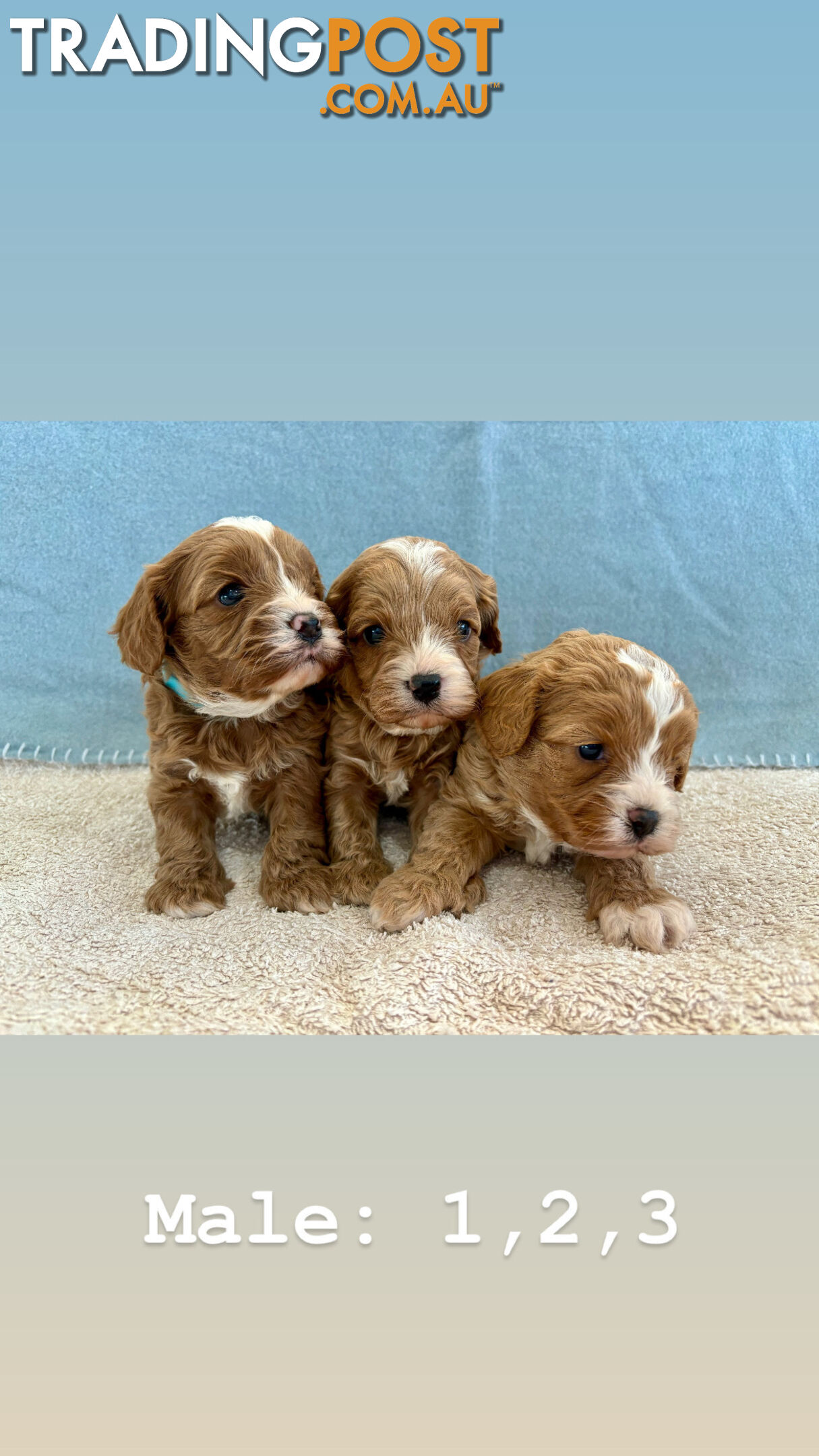 Toy Cavoodle Puppies- King Charles Caviler X Toy Poodle 1st Gen DNA Tested