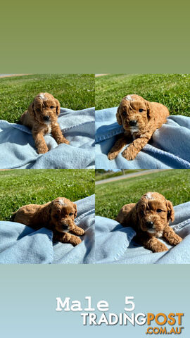 Toy Cavoodle- King Charles Caviler X Toy Poodle 1st Gen DNA Tested