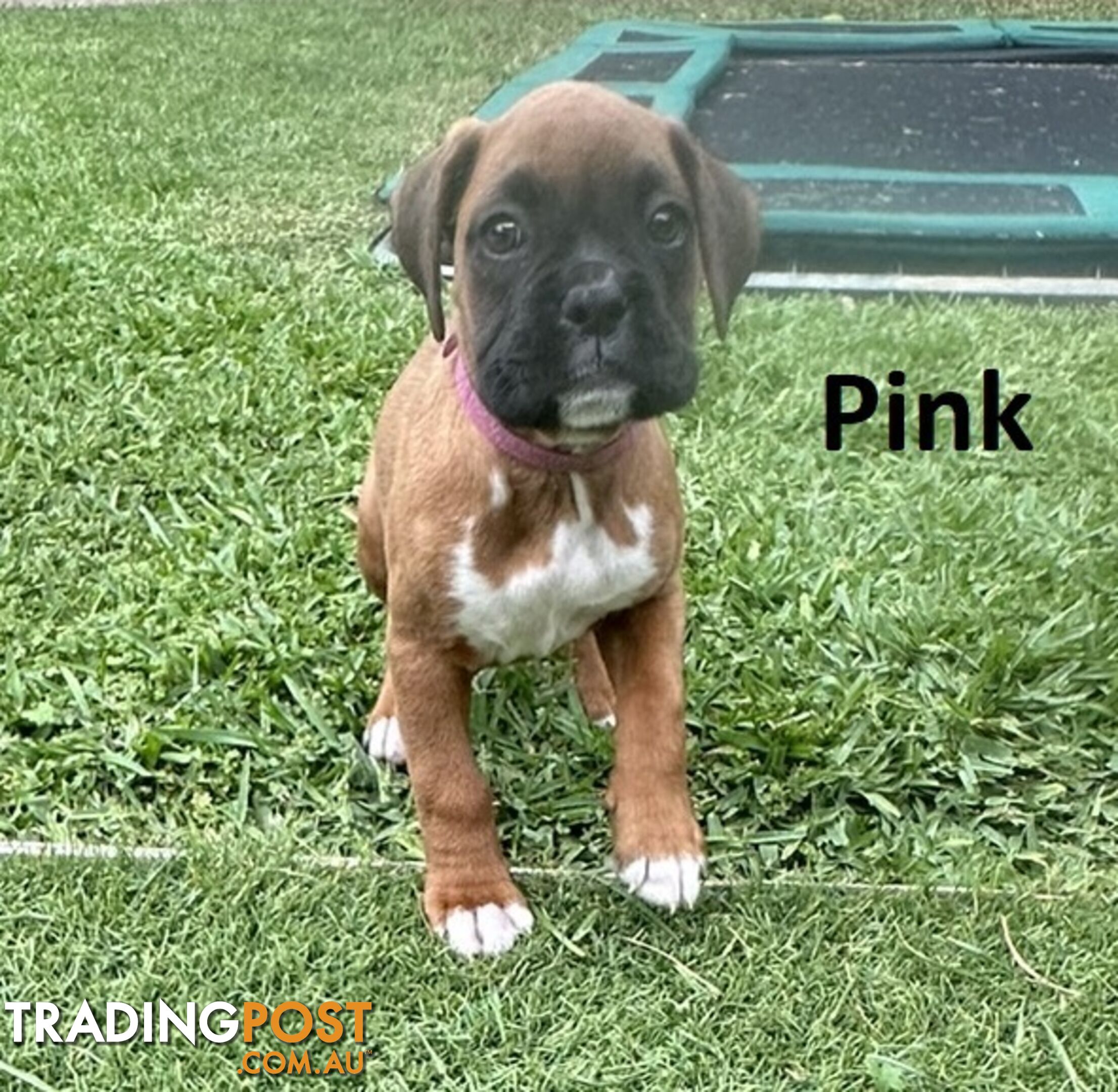 PUREBRED BOXER PUPPIES