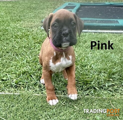 PUREBRED BOXER PUPPIES