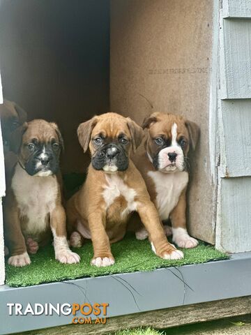 PUREBRED BOXER PUPPIES