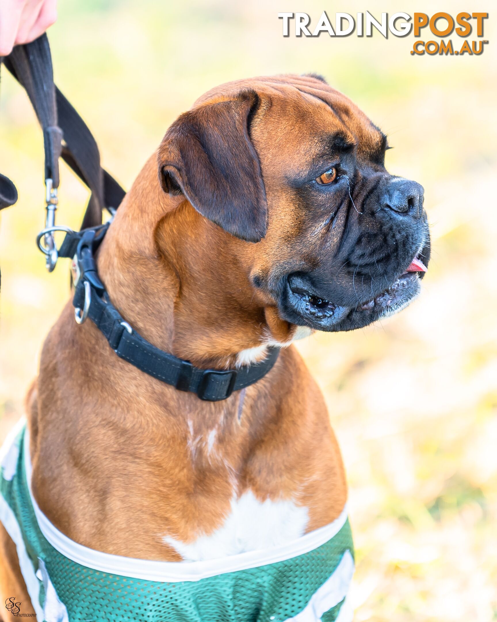 PUREBRED BOXER PUPPIES