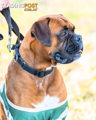 PUREBRED BOXER PUPPIES