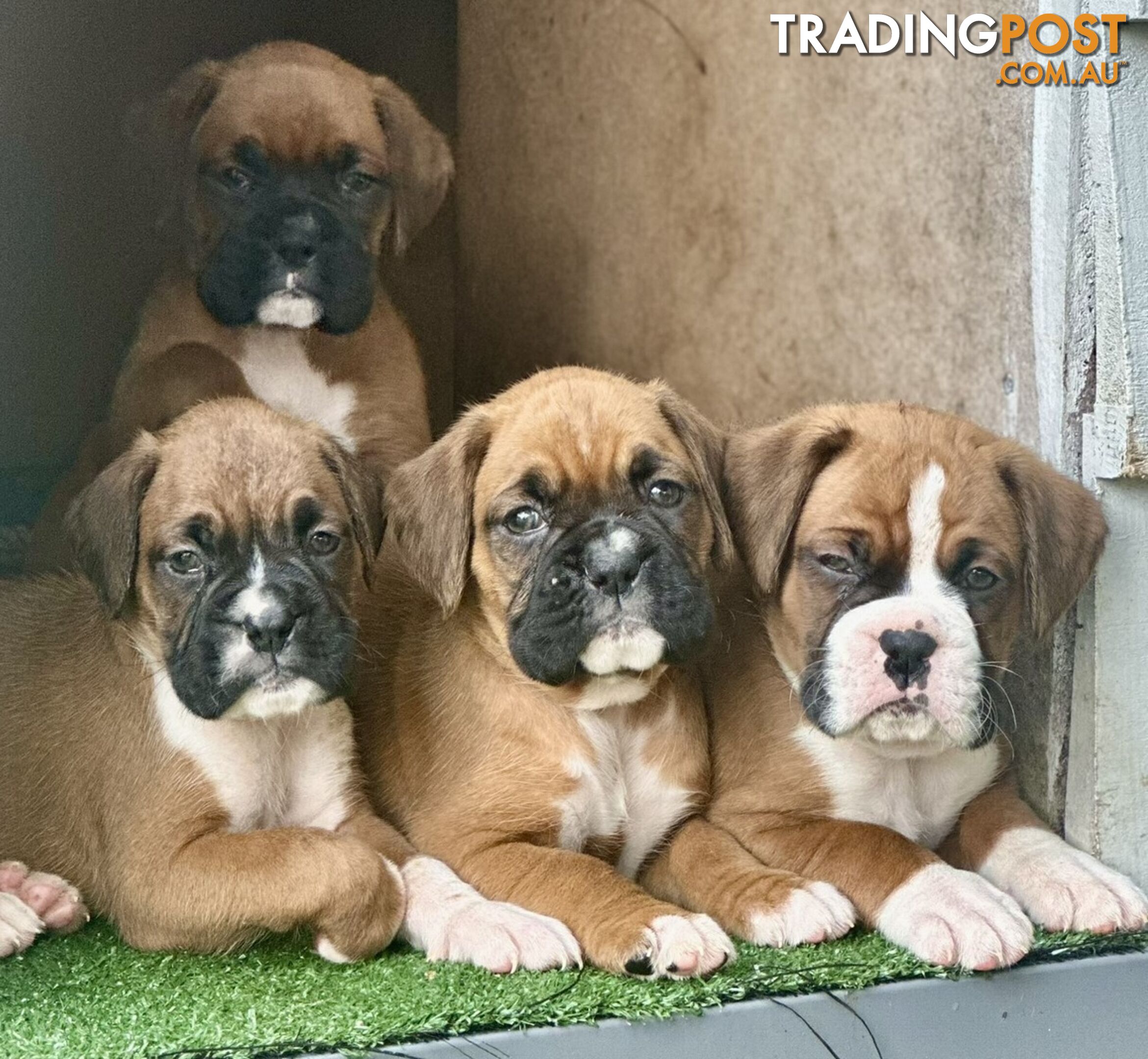 PUREBRED BOXER PUPPIES