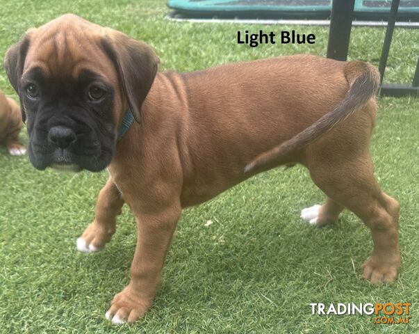 PUREBRED BOXER PUPPIES