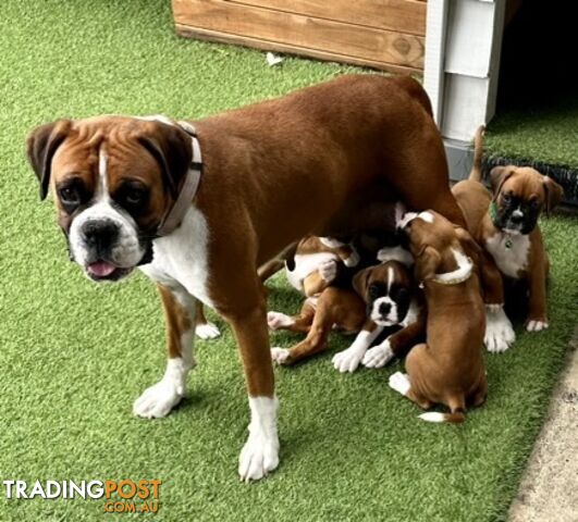 PUREBRED BOXER PUPPIES